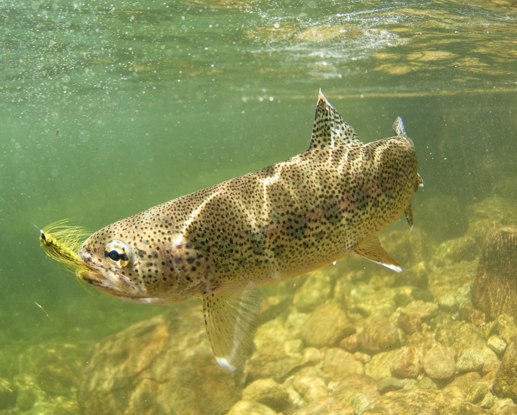 Trout biting the hook underwater in the river